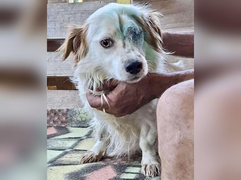Monty – lebensfroher, kleiner Rüde sucht liebevolles Zuhause