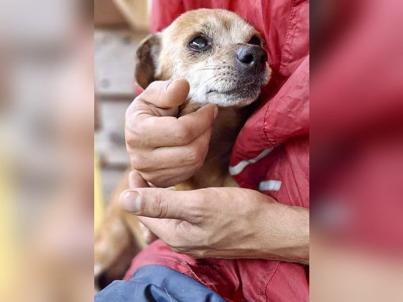 Kleiner Opa BOBBY sucht seine Menschen