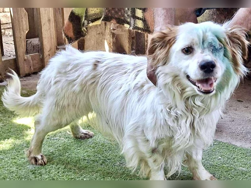 Monty – lebensfroher, kleiner Rüde sucht liebevolles Zuhause