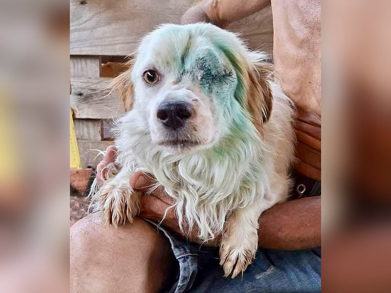 Monty – lebensfroher, kleiner Rüde sucht liebevolles Zuhause