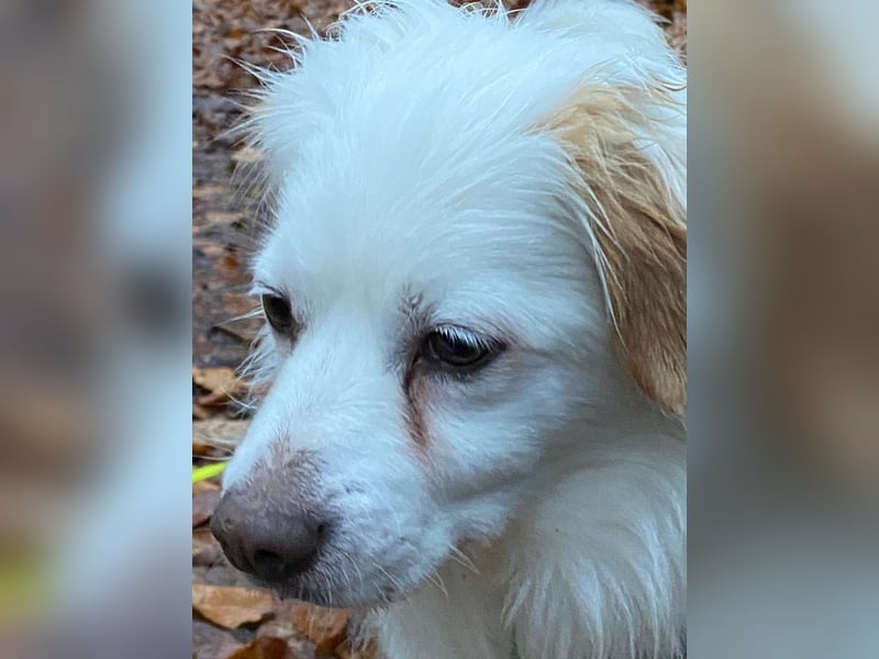 Schmusefreund TY sucht seine Weggefährten fürs Leben