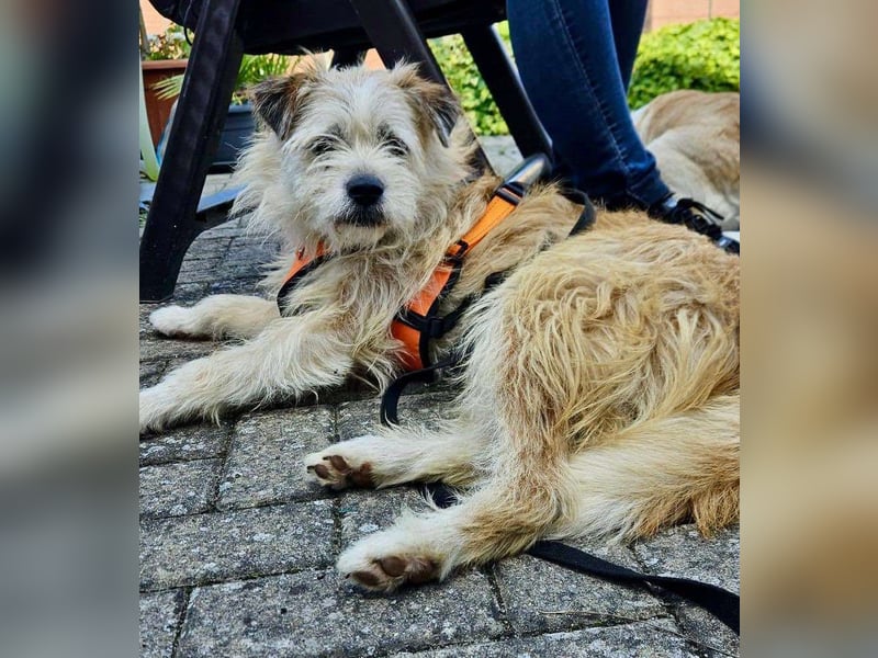 KENO, Wuschelbär sucht Körbchen, bei seinen erfahrenen Menschen!