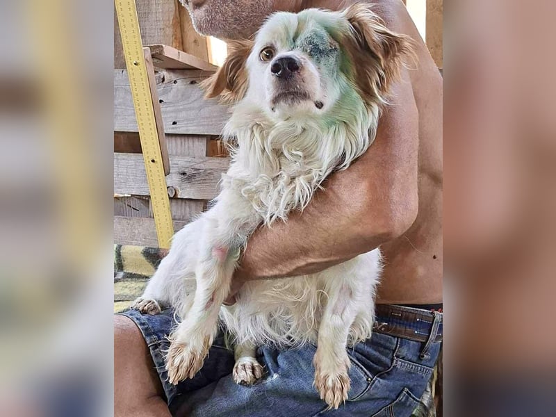 Monty – lebensfroher, kleiner Rüde sucht liebevolles Zuhause