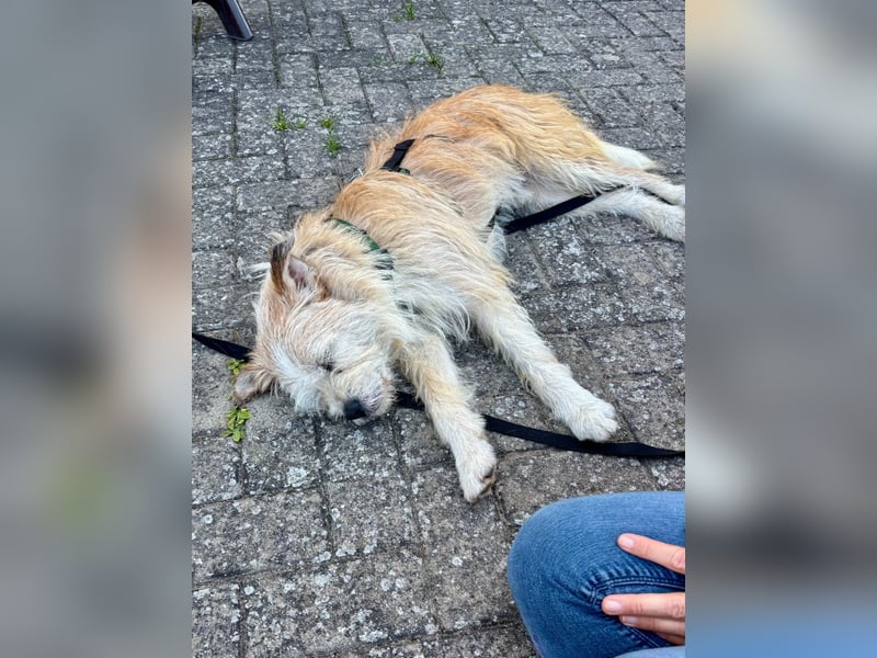 KENO, Wuschelbär sucht Körbchen, bei seinen erfahrenen Menschen!