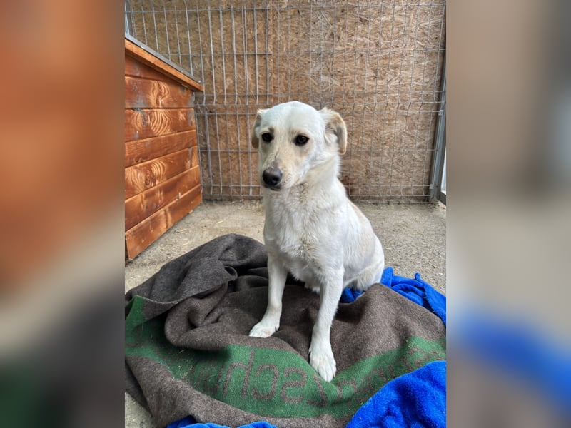 TAO, Rüde, 1 Jahr, 40 cm, Mischling, Tierschutz