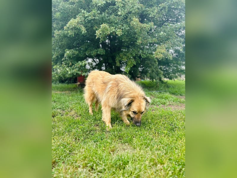 Halvar Tierschutzhund sucht ein Zuhause