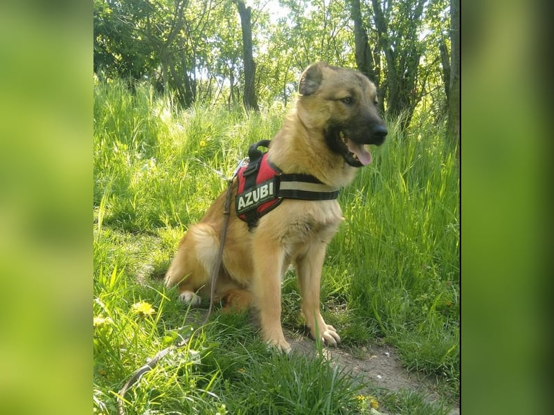 Maxi Tierschutzhund sucht ein Zuhause
