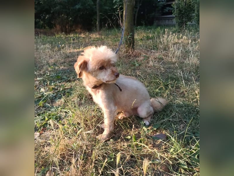Eddy Tierschutzhund sucht ein Zuhause