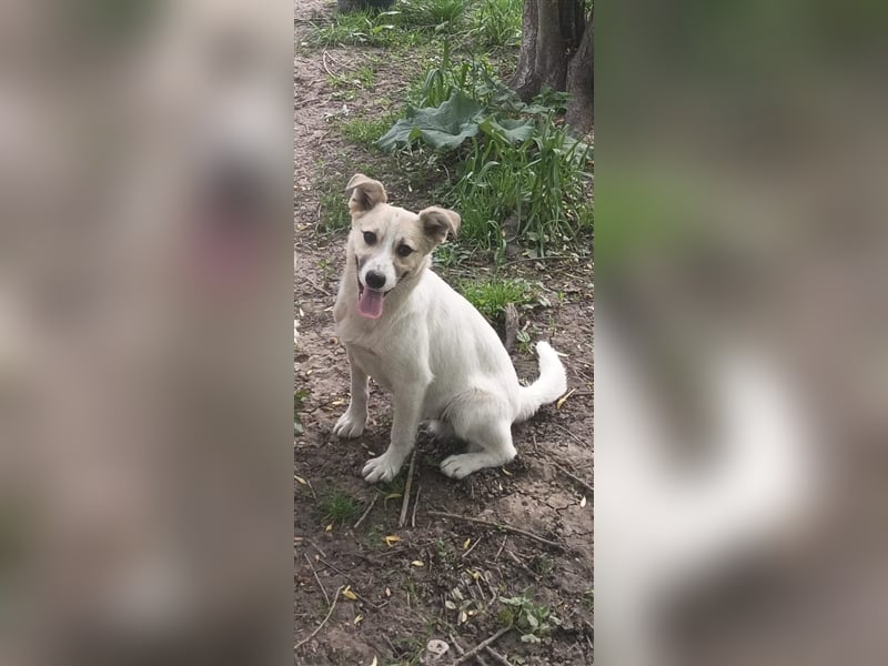 Rüde Rainy, so ein hübscher Kerl, sitzt schon über 1 Jahr im Tierheim in Rumänien