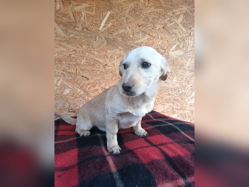 Billy Tierschutzhund sucht ein Zuhause
