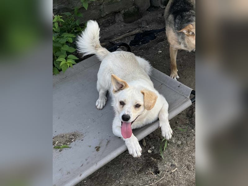 ⭐️MICO⭐️, Rüde, 1,5 Jahr, 36 cm, Mischling, Tierschutz
