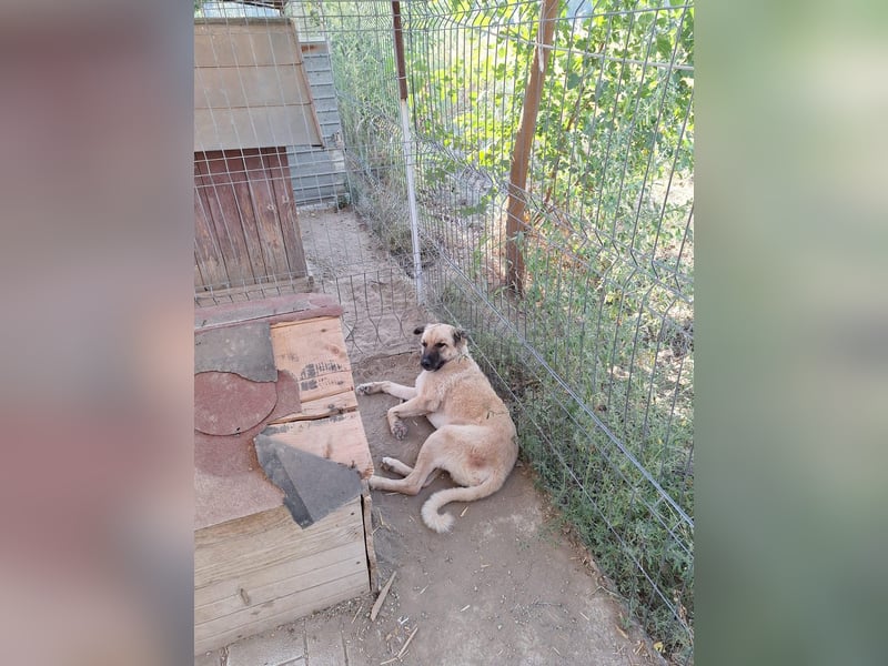 Halvar Tierschutzhund sucht ein Zuhause