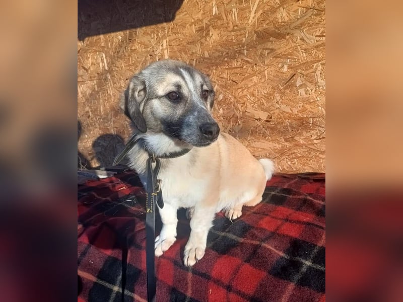 Murphy Tierschutzhund sucht ein Zuhause