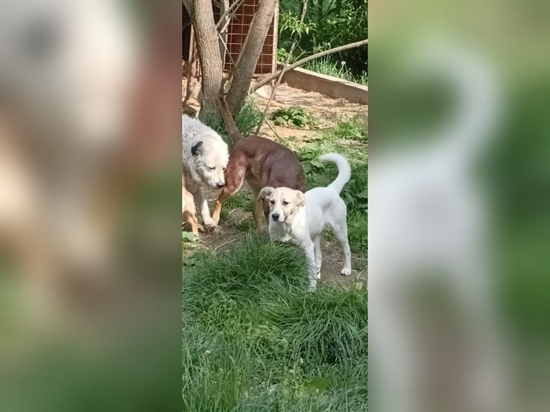 Rüde Rainy, so ein hübscher Kerl, sitzt schon über 1 Jahr im Tierheim in Rumänien