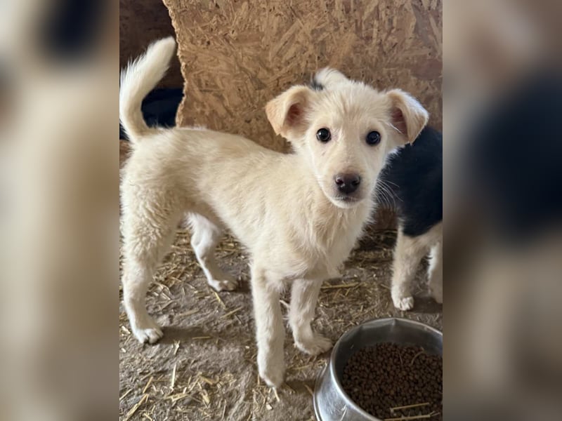⭐️MOCHA⭐️, Rüde, 4 Monate, 35 cm, Mischling, Tierschutz