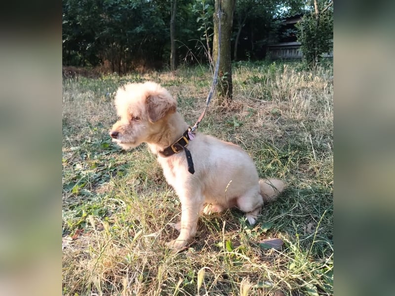 Eddy Tierschutzhund sucht ein Zuhause