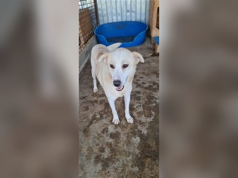 JACK wartet auf sein zuhause