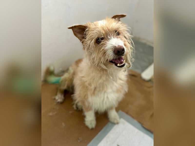 ⭐️BERTY⭐️, Rüde, 2,5 Jahre, 36 cm, Mischling, Tierschutz