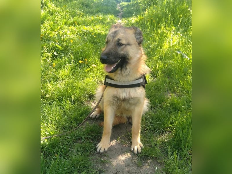 Maxi Tierschutzhund sucht ein Zuhause