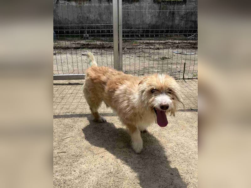 ⭐️BERTY⭐️, Rüde, 2,5 Jahre, 36 cm, Mischling, Tierschutz