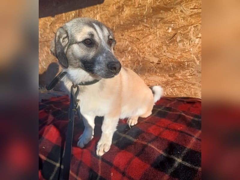 Murphy Tierschutzhund sucht ein Zuhause