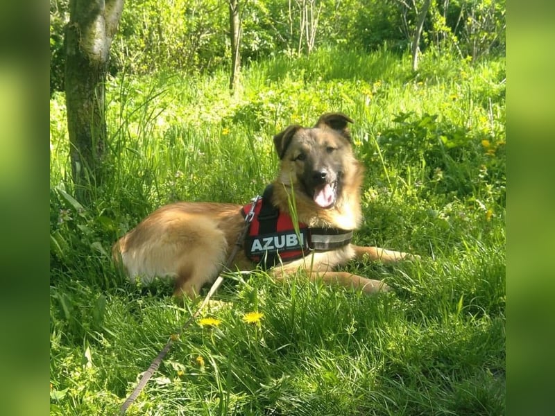 Maxi Tierschutzhund sucht ein Zuhause