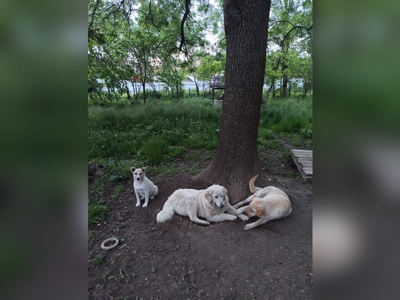 Rüde Rainy, so ein hübscher Kerl, sitzt schon über 1 Jahr im Tierheim in Rumänien