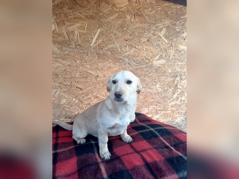 Billy Tierschutzhund sucht ein Zuhause