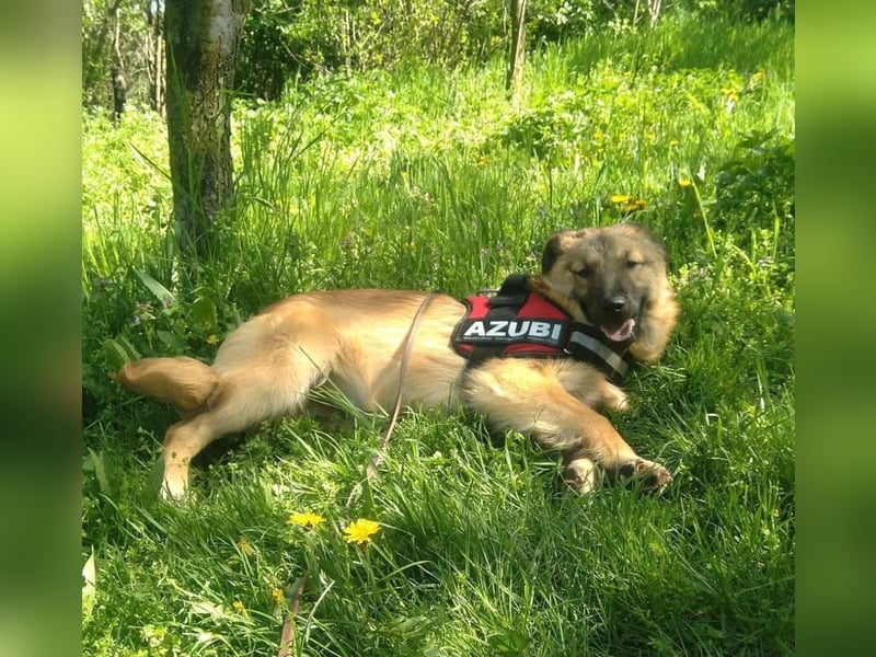 Maxi Tierschutzhund sucht ein Zuhause