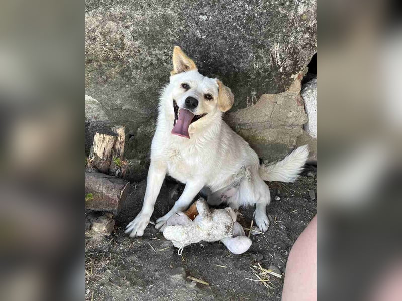 ⭐️MICO⭐️, Rüde, 1,5 Jahr, 36 cm, Mischling, Tierschutz