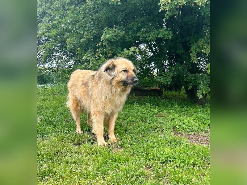 Halvar Tierschutzhund sucht ein Zuhause