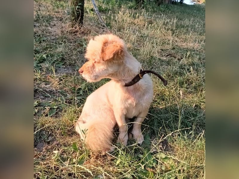 Eddy Tierschutzhund sucht ein Zuhause