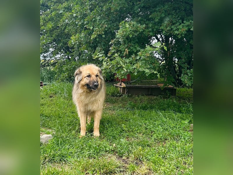 Halvar Tierschutzhund sucht ein Zuhause