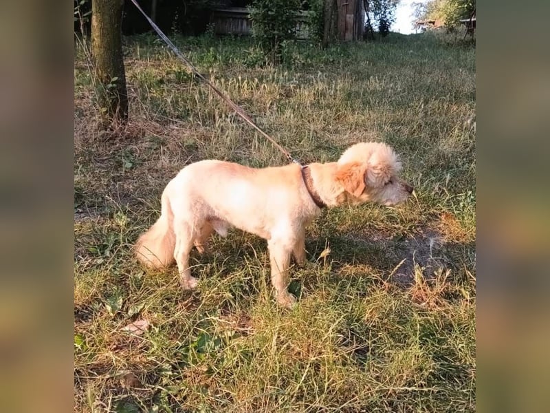 Eddy Tierschutzhund sucht ein Zuhause