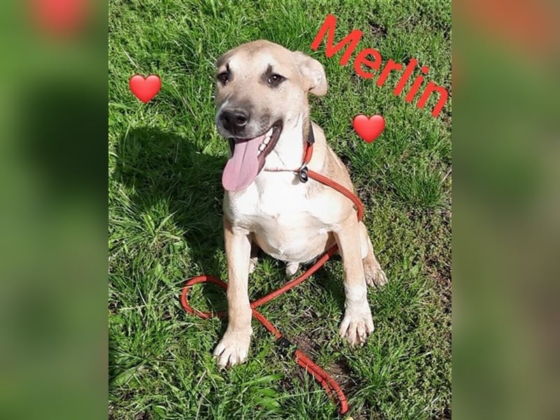 Welpe Merlin möchte Rumänien ganz schnell verlassen- Bild von Mama anbei