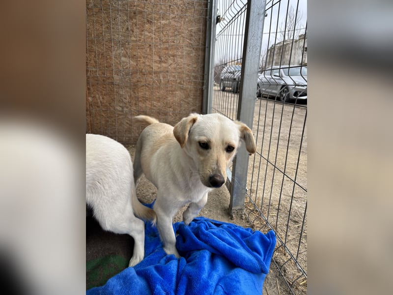 TAO, Rüde, 1 Jahr, 40 cm, Mischling, Tierschutz