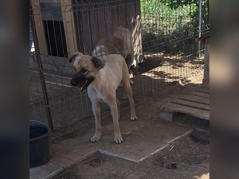 Halvar Tierschutzhund sucht ein Zuhause