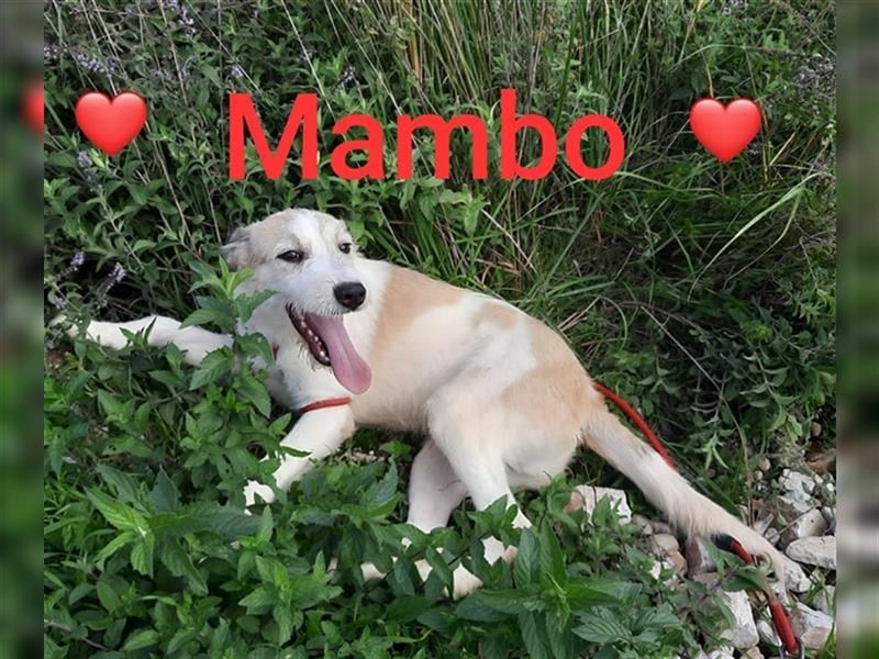 Welpe Mambo möchte Rumänien ganz schnell verlassen( Bild von Mama anbei)