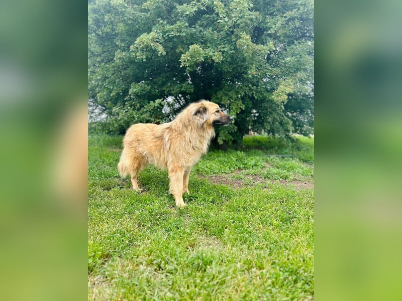 Halvar Tierschutzhund sucht ein Zuhause