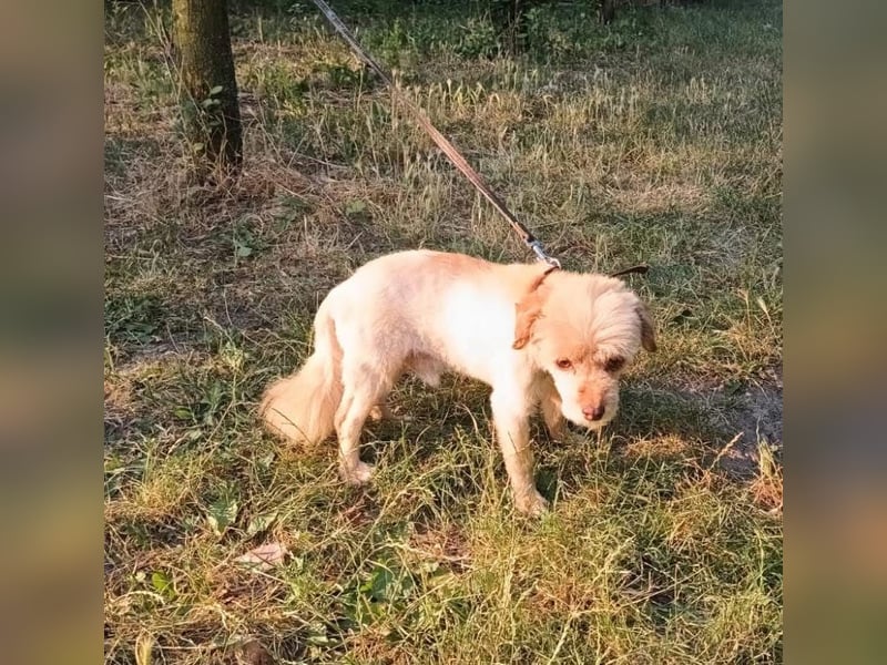 Eddy Tierschutzhund sucht ein Zuhause
