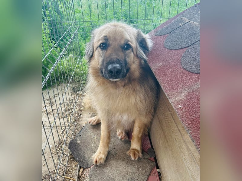 Halvar Tierschutzhund sucht ein Zuhause