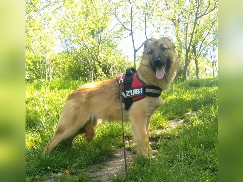 Maxi Tierschutzhund sucht ein Zuhause