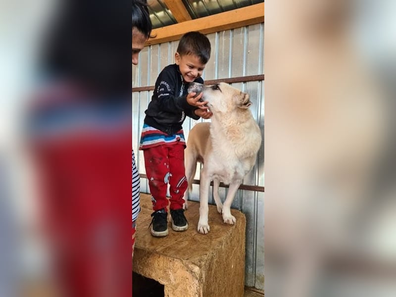 DARIAN sucht sein zuhause