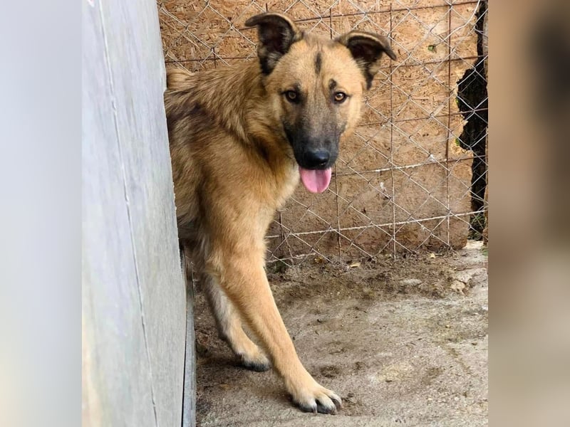 Maxi Tierschutzhund sucht ein Zuhause