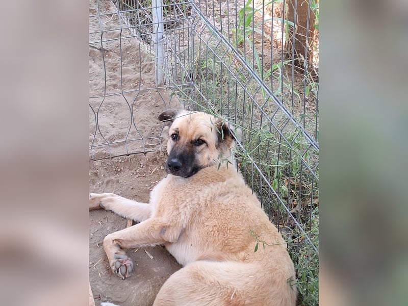Halvar Tierschutzhund sucht ein Zuhause