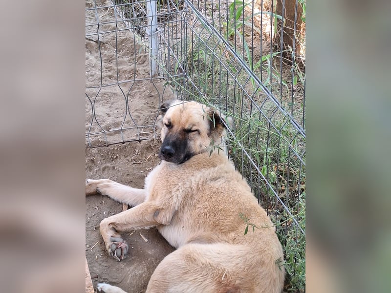 Halvar Tierschutzhund sucht ein Zuhause
