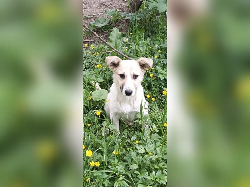 Rüde Rainy, so ein hübscher Kerl, sitzt schon über 1 Jahr im Tierheim in Rumänien