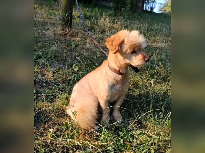 Eddy Tierschutzhund sucht ein Zuhause