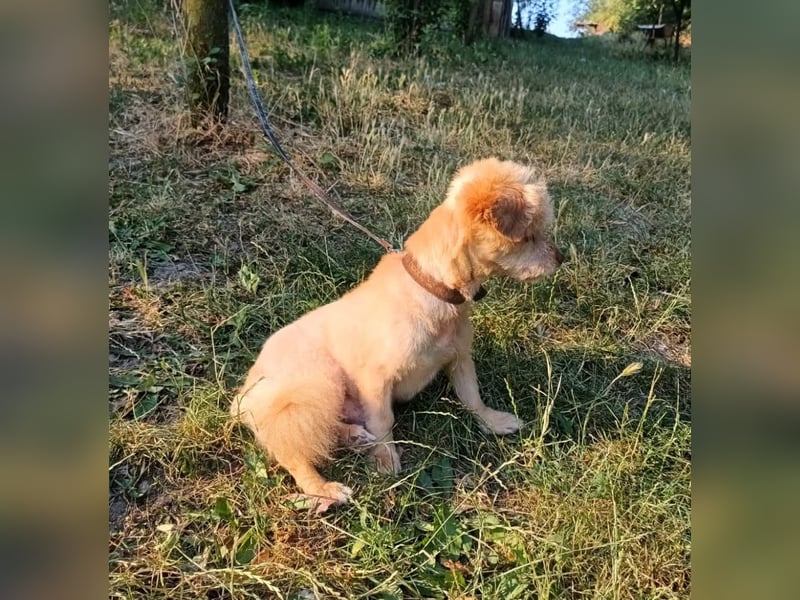 Eddy Tierschutzhund sucht ein Zuhause