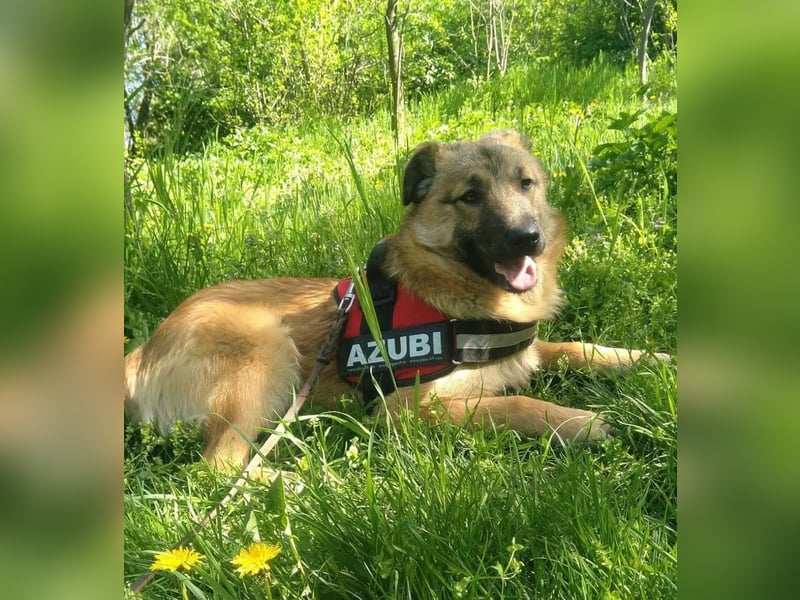 Maxi Tierschutzhund sucht ein Zuhause